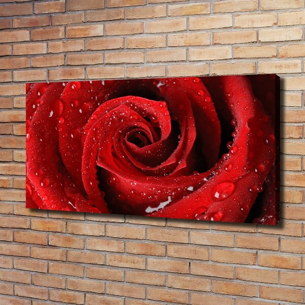 Foto quadro su tela Gocce su una rosa