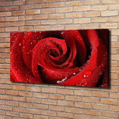 Foto quadro su tela Gocce su una rosa