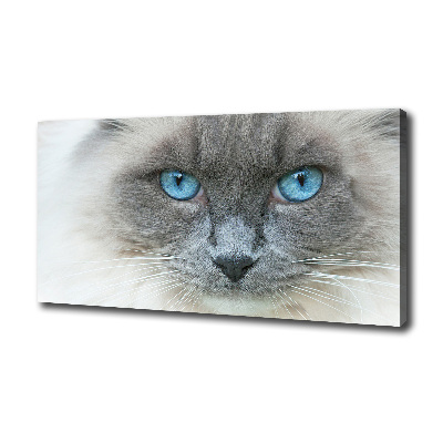 Quadro stampa su tela Gatto dagli occhi azzurri
