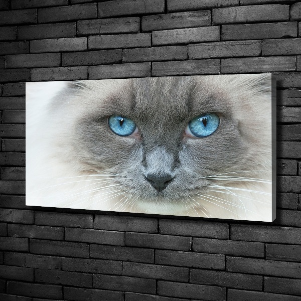 Quadro stampa su tela Gatto dagli occhi azzurri