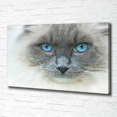 Quadro stampa su tela Gatto dagli occhi azzurri