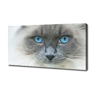 Quadro stampa su tela Gatto dagli occhi azzurri