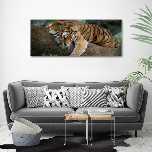 Foto quadro su tela Tigre su un albero