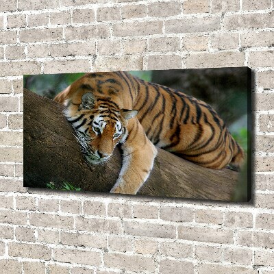 Foto quadro su tela Tigre su un albero