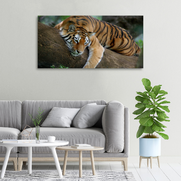 Foto quadro su tela Tigre su un albero