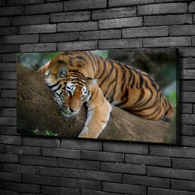 Foto quadro su tela Tigre su un albero