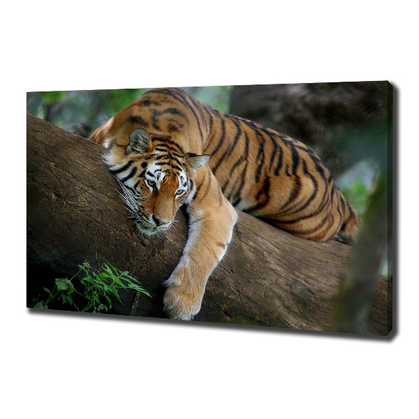 Foto quadro su tela Tigre su un albero