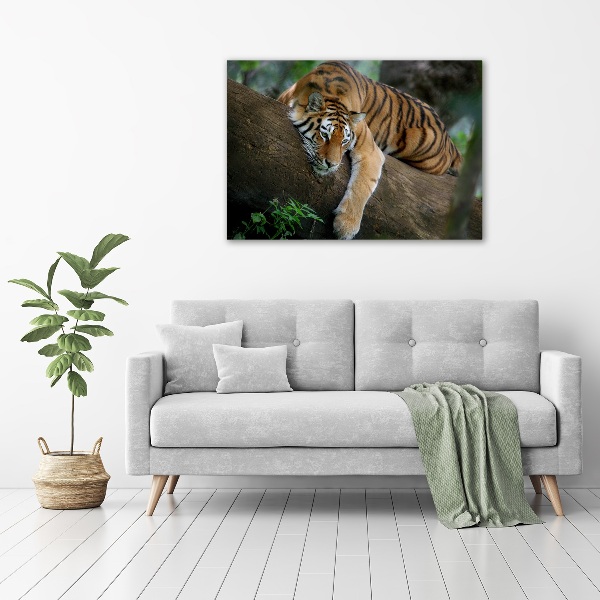 Foto quadro su tela Tigre su un albero