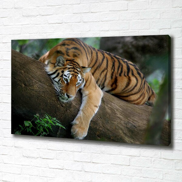 Foto quadro su tela Tigre su un albero