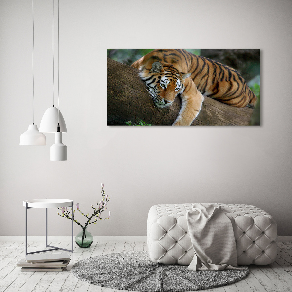 Foto quadro su tela Tigre su un albero