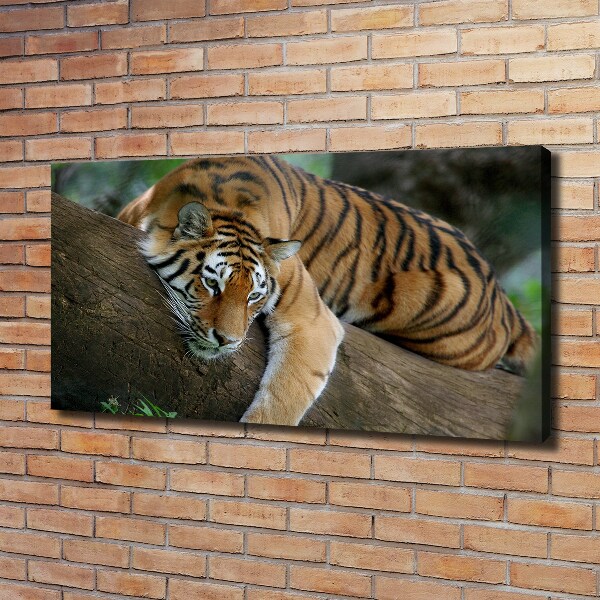 Foto quadro su tela Tigre su un albero