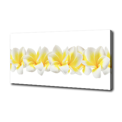 Foto quadro su tela Plumeria