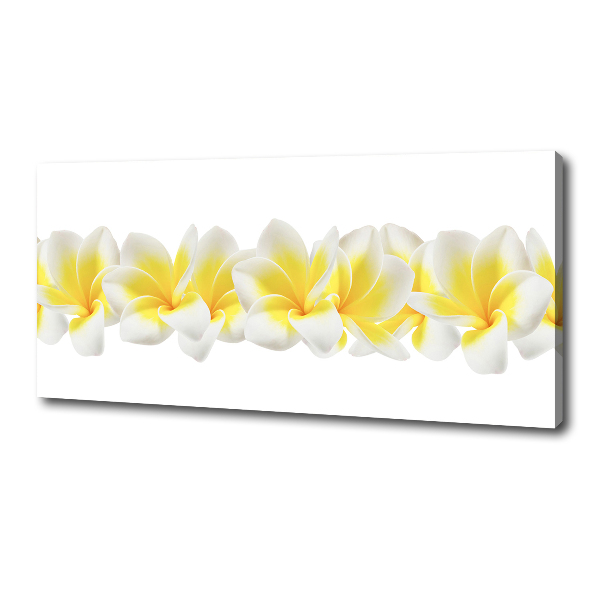 Foto quadro su tela Plumeria