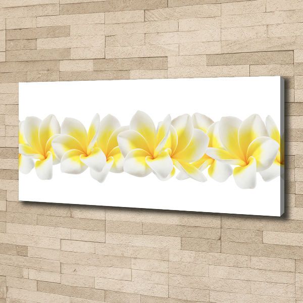 Foto quadro su tela Plumeria