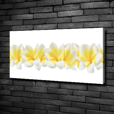 Foto quadro su tela Plumeria