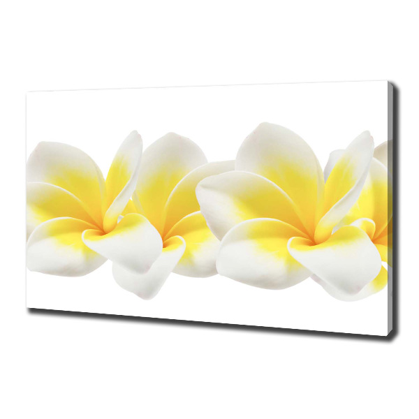 Foto quadro su tela Plumeria