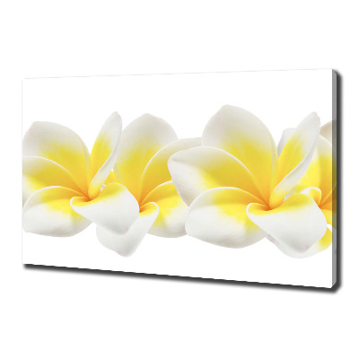 Foto quadro su tela Plumeria