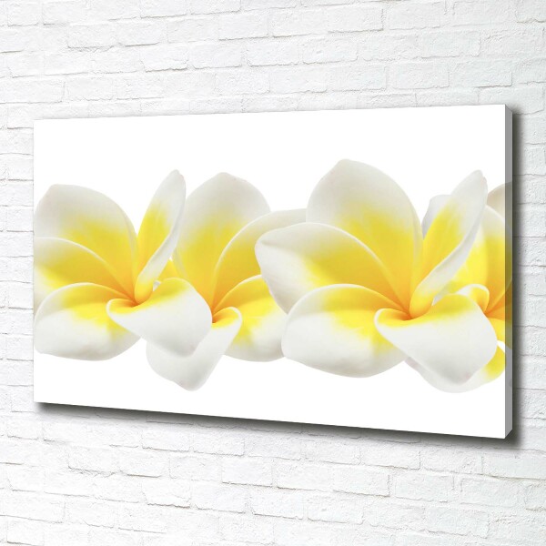 Foto quadro su tela Plumeria