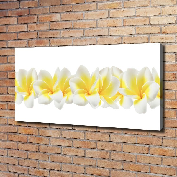 Foto quadro su tela Plumeria