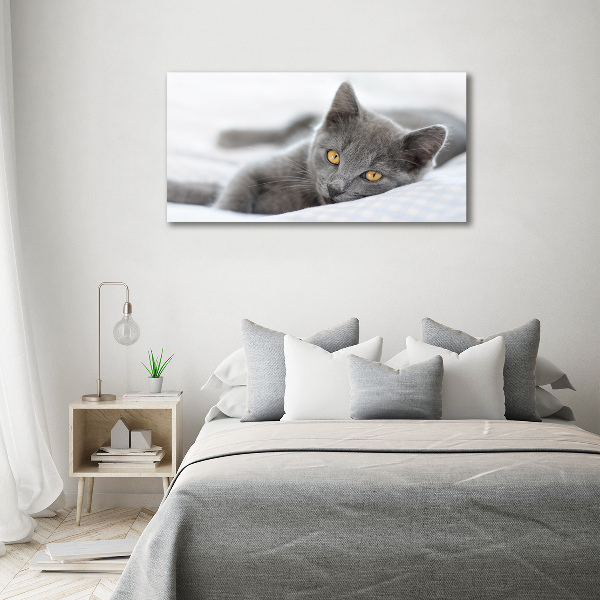 Quadro su tela Gatto grigio