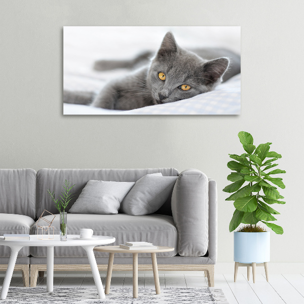 Quadro su tela Gatto grigio