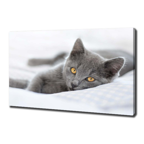 Quadro su tela Gatto grigio