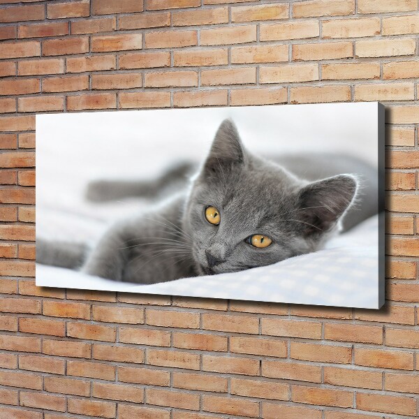 Quadro su tela Gatto grigio