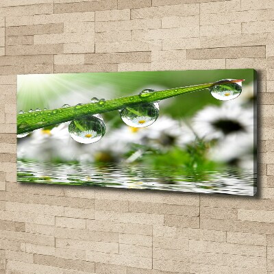 Foto quadro su tela Gocce sull'erba