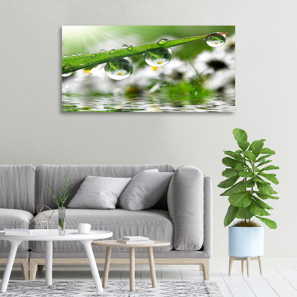 Foto quadro su tela Gocce sull'erba