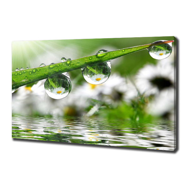 Foto quadro su tela Gocce sull'erba