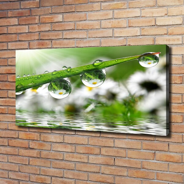 Foto quadro su tela Gocce sull'erba