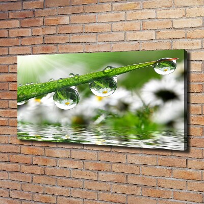 Foto quadro su tela Gocce sull'erba