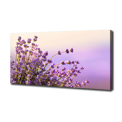 Foto quadro su tela Lavanda