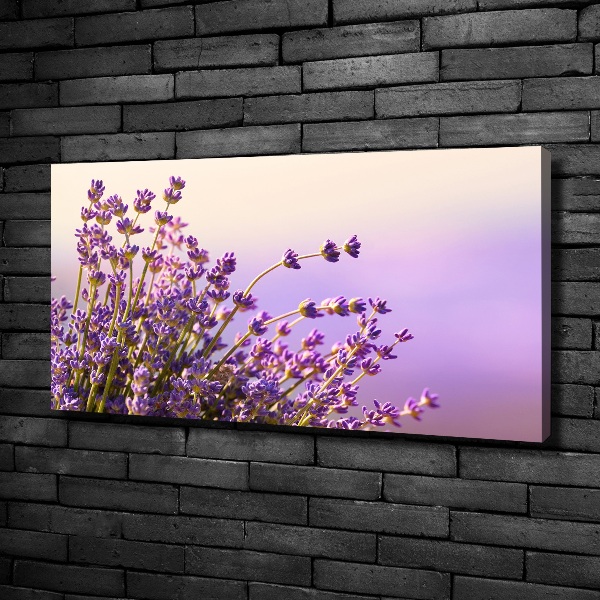 Foto quadro su tela Lavanda