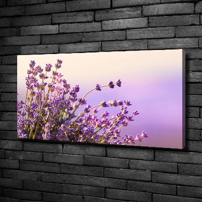 Foto quadro su tela Lavanda