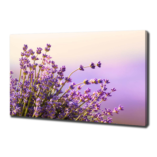 Foto quadro su tela Lavanda