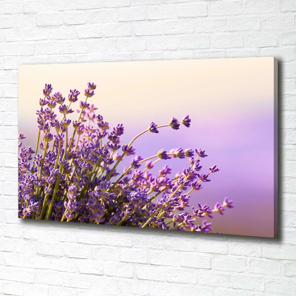 Foto quadro su tela Lavanda