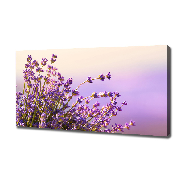 Foto quadro su tela Lavanda