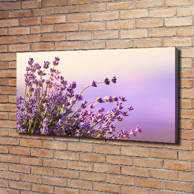 Foto quadro su tela Lavanda