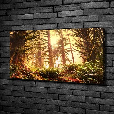 Quadro stampa su tela Foresta pluviale