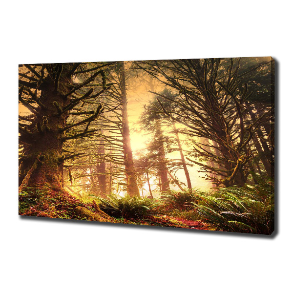 Quadro stampa su tela Foresta pluviale