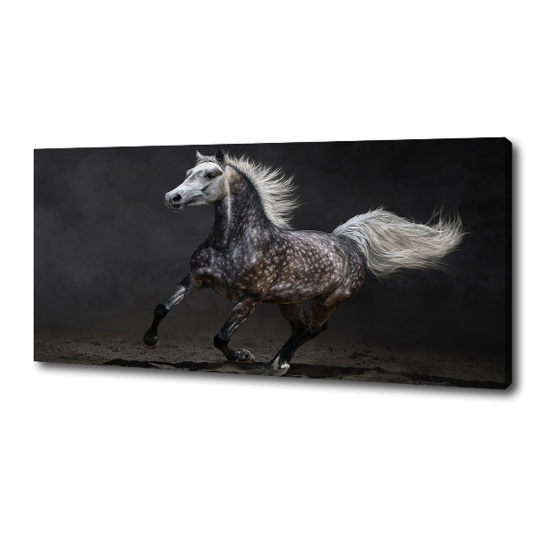 Quadro stampa su tela Cavallo arabo grigio