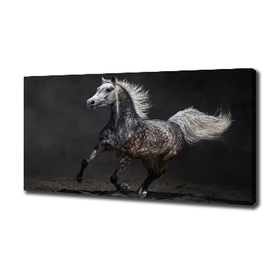 Quadro stampa su tela Cavallo arabo grigio