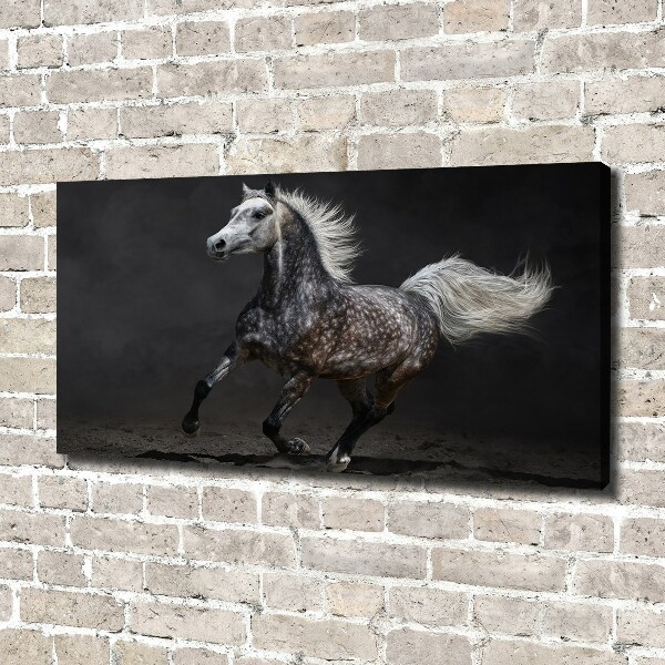 Quadro stampa su tela Cavallo arabo grigio