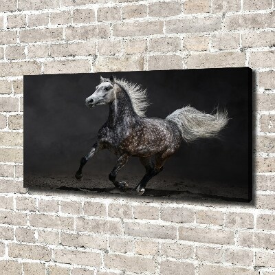 Quadro stampa su tela Cavallo arabo grigio