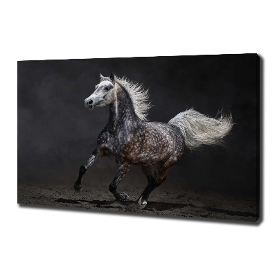 Quadro stampa su tela Cavallo arabo grigio