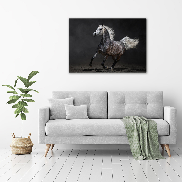 Quadro stampa su tela Cavallo arabo grigio