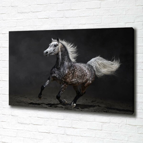 Quadro stampa su tela Cavallo arabo grigio
