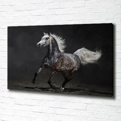 Quadro stampa su tela Cavallo arabo grigio