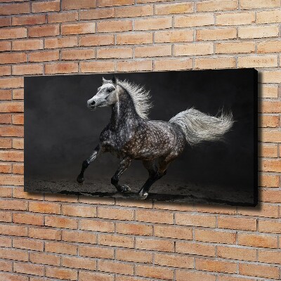 Quadro stampa su tela Cavallo arabo grigio